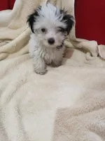 Stitch, a male Morkie for sale in Pahrump, NV – 2 of 6