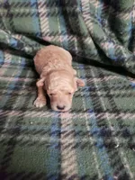 Benji, a male Bichon Frise and Poodle - Toy  for sale in Pahrump, NV – 2 of 3