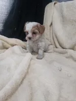 Gabby, a female Maltipoo for sale in Pahrump, NV – 2 of 9