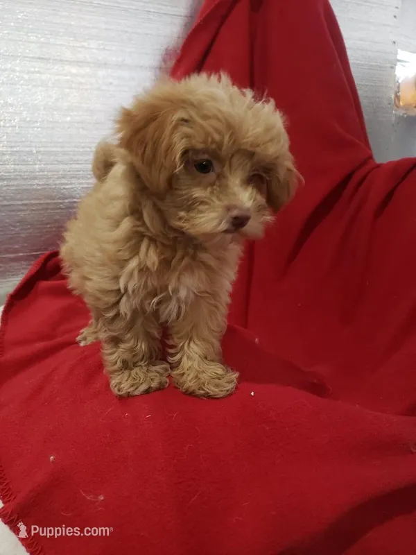 Emma – Maltipoo puppy for sale in Pahrump, NV
