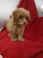 Emma, a female Maltipoo for sale in Pahrump, NV – 1 of 3