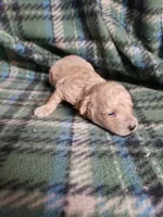 Benji, a male Bichon Frise and Poodle - Toy  for sale in Pahrump, NV – 3 of 3