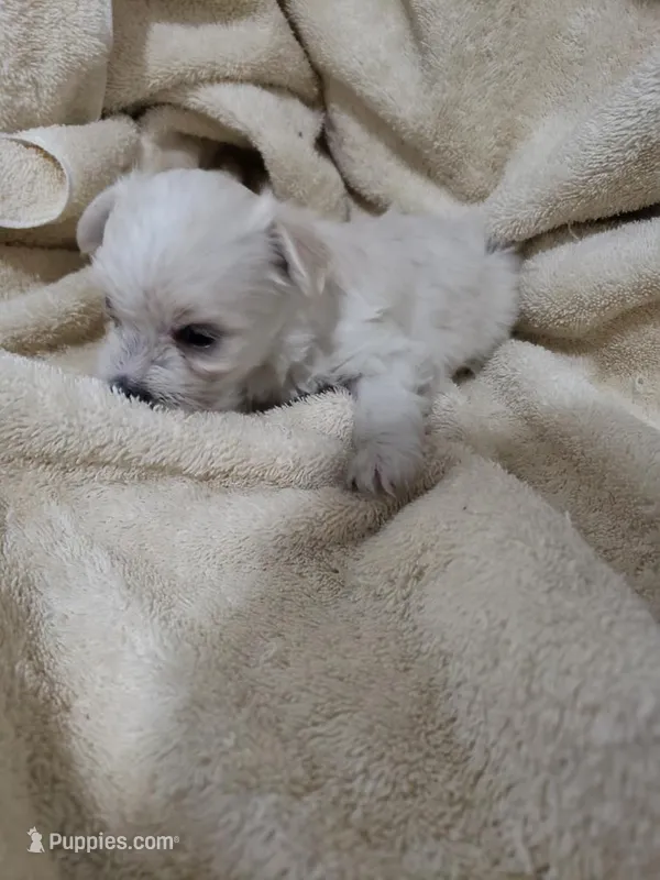 Sadie – Morkie puppy for sale in Pahrump, NV