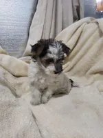 Roxie, a female Morkie for sale in Pahrump, NV – 3 of 3