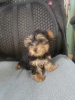 Charlie, a male Yorkshire Terrier for sale in Pahrump, NV – Photo 1 of 3