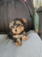 Charlie, a male Yorkshire Terrier for sale in Pahrump, NV – Photo 2 of 3