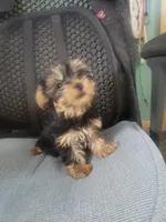 Charlie, a male Yorkshire Terrier for sale in Pahrump, NV – Photo 3 of 3