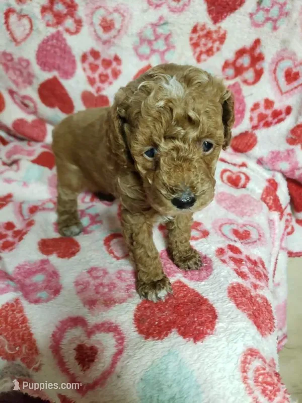 Caesar – Poodle - Miniature  puppy for sale in Pahrump, NV
