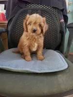 Burner, a male Cavapoo for sale in Pahrump, NV – 2 of 3