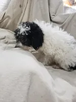 Charlie, a male Maltipoo for sale in Pahrump, NV – 3 of 3