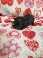 Mozart, a male Maltese and Poodle - Toy  for sale in Pahrump, NV – 2 of 3