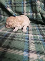 Barbie, a female Bichon Frise and Poodle - Toy  for sale in Pahrump, NV – 3 of 3