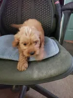 Bailey, a male Cavapoo for sale in Pahrump, NV – 2 of 2