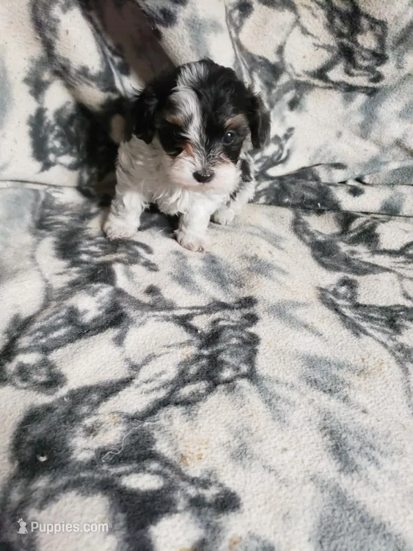 Mallory – Maltipoo puppy for sale in Pahrump, NV