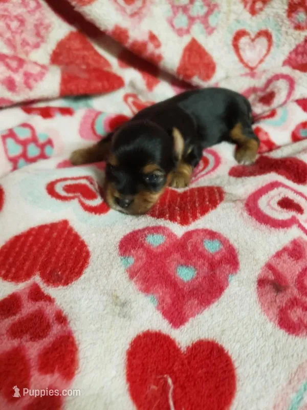 Cutter – Yorkshire Terrier puppy for sale in Pahrump, NV