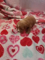 Sherlock, a male Cavapoo for sale in Pahrump, NV – Photo 2 of 4