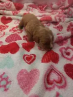 Sherlock, a male Cavapoo for sale in Pahrump, NV – Photo 1 of 4