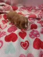 Sherlock, a male Cavapoo for sale in Pahrump, NV – Photo 3 of 4