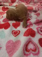 Sherlock, a male Cavapoo for sale in Pahrump, NV – Photo 4 of 4