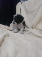 Gabriel, a male Maltipoo for sale in Pahrump, NV – 2 of 9