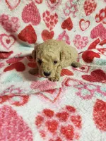 Benji, a male Bichpoo for sale in Pahrump, NV – 1 of 6