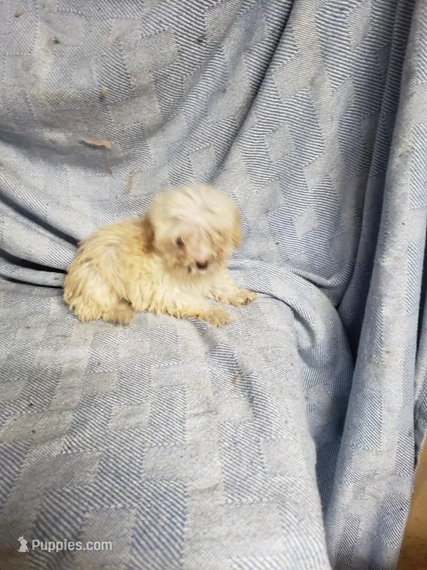 Tiny Wiggles – Maltipoo puppy for sale in Pahrump, NV