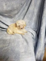 Tiny Wiggles  2.2#, a female Maltipoo for sale in Pahrump, NV – Photo 4 of 6