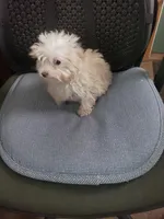 Tiny Wiggles  2.2#, a female Maltipoo for sale in Pahrump, NV – Photo 3 of 6