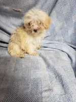 Tiny Wiggles  2.2#, a female Maltipoo for sale in Pahrump, NV – Photo 5 of 6