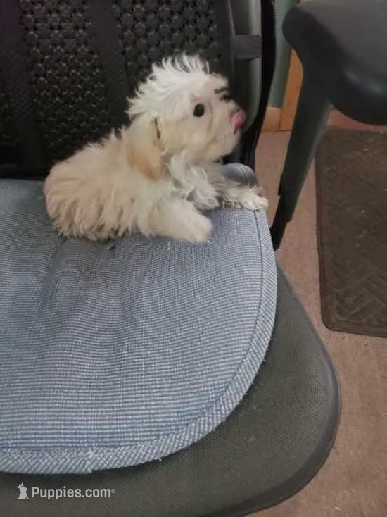 Tiny Wiggles  2.2#, a female Maltipoo for sale in Pahrump, NV – Photo 1 of 6