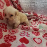 Tiny Wiggles, a female Maltipoo for sale in Pahrump, NV – Photo 1 of 7