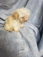 Tiny Wiggles  2.2#, a female Maltipoo for sale in Pahrump, NV – Photo 6 of 6