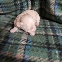 Tiny Wiggles, a female Maltipoo for sale in Pahrump, NV – Photo 6 of 7