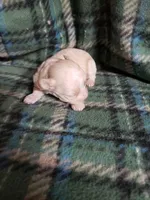 Wiggles, a female Maltipoo for sale in Pahrump, NV – Photo 6 of 7