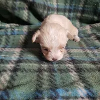 Tiny Wiggles, a female Maltipoo for sale in Pahrump, NV – Photo 7 of 7