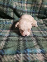 Wiggles, a female Maltipoo for sale in Pahrump, NV – Photo 7 of 7