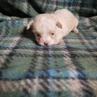 Tiny Wiggles, a female Maltipoo for sale in Pahrump, NV – Photo 3 of 7