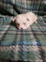 Wiggles, a female Maltipoo for sale in Pahrump, NV – Photo 3 of 7