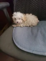 Tiny Wiggles  2.2#, a female Maltipoo for sale in Pahrump, NV – Photo 2 of 6