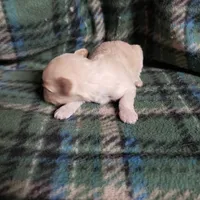 Tiny Wiggles, a female Maltipoo for sale in Pahrump, NV – Photo 5 of 7