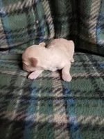 Wiggles, a female Maltipoo for sale in Pahrump, NV – Photo 5 of 7