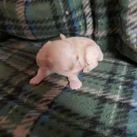 Tiny Wiggles, a female Maltipoo for sale in Pahrump, NV – Photo 4 of 7