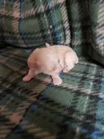 Wiggles, a female Maltipoo for sale in Pahrump, NV – Photo 4 of 7