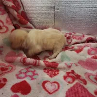 Tiny Wiggles, a female Maltipoo for sale in Pahrump, NV – Photo 2 of 7