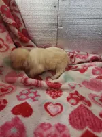 Wiggles, a female Maltipoo for sale in Pahrump, NV – Photo 2 of 7