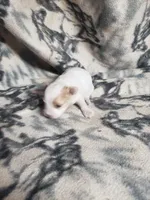 Gabby, a female Maltipoo for sale in Pahrump, NV – 3 of 3
