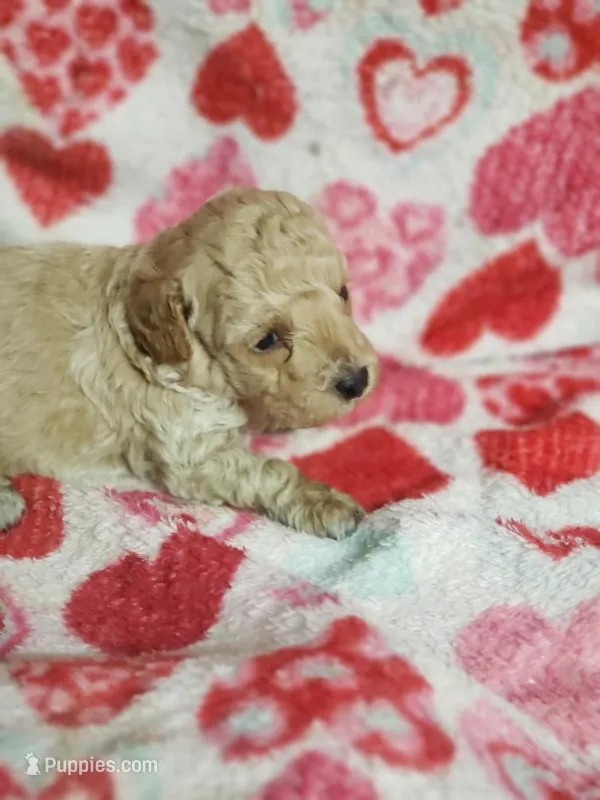 Banjo – Bichon Frise, Poodle - Toy  puppy for sale in Pahrump, NV