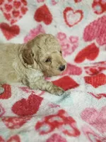 Banjo, a male Bichpoo for sale in Pahrump, NV – 1 of 6