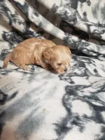 Zoey - A Cavatese, a female Cavapoo for sale in Pahrump, NV – 2 of 4