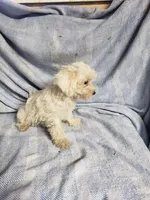 Whitey, a male Maltipoo for sale in Pahrump, NV – Photo 3 of 7